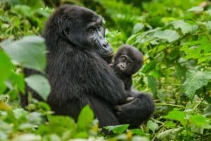 Les Gorilles Du Parc National Des Volcans Au Rwanda Bouger Voyager