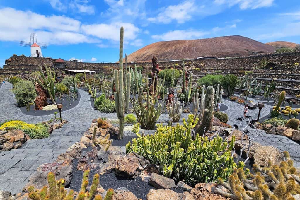 jardin de cactus à lanzarote