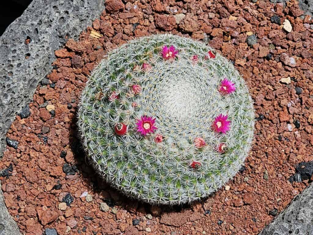 beau cactus