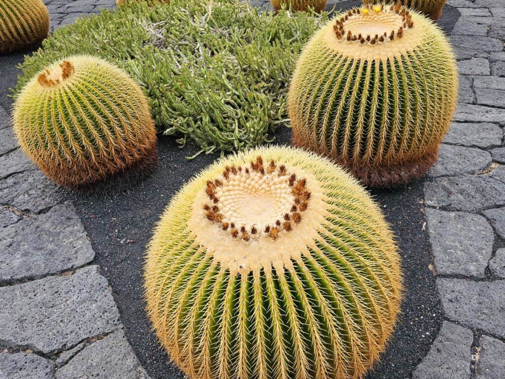 trois cactus ronds