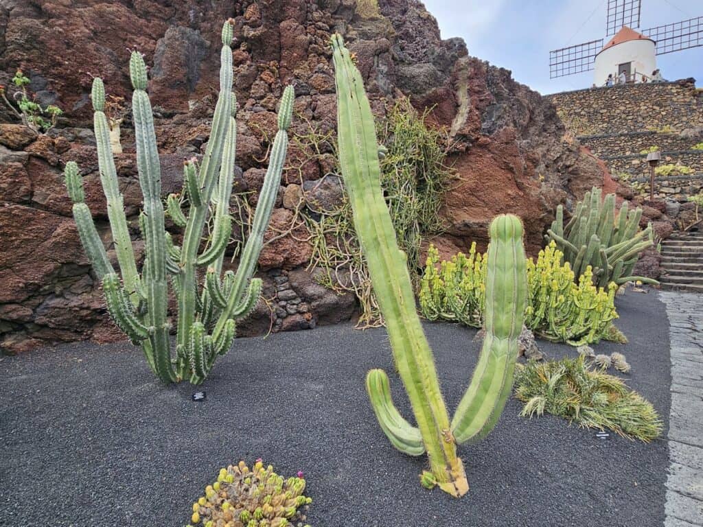 cactus