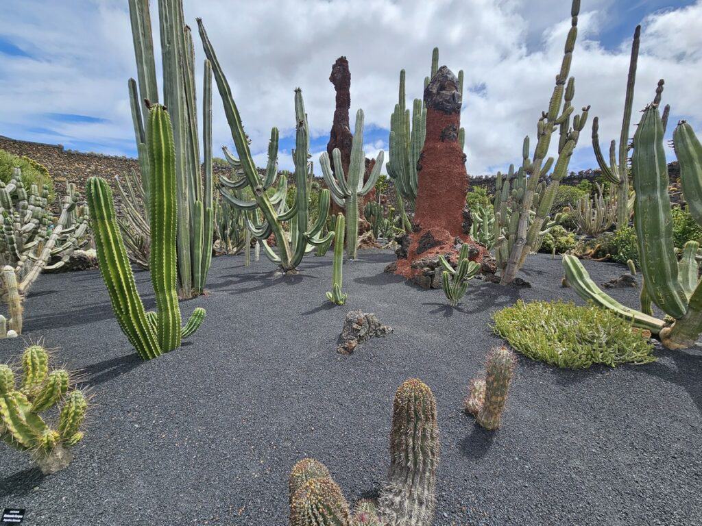 visiter le jardin de cactus