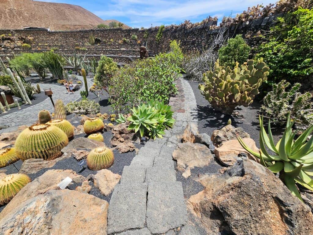 sentier dans le jardin de cactus