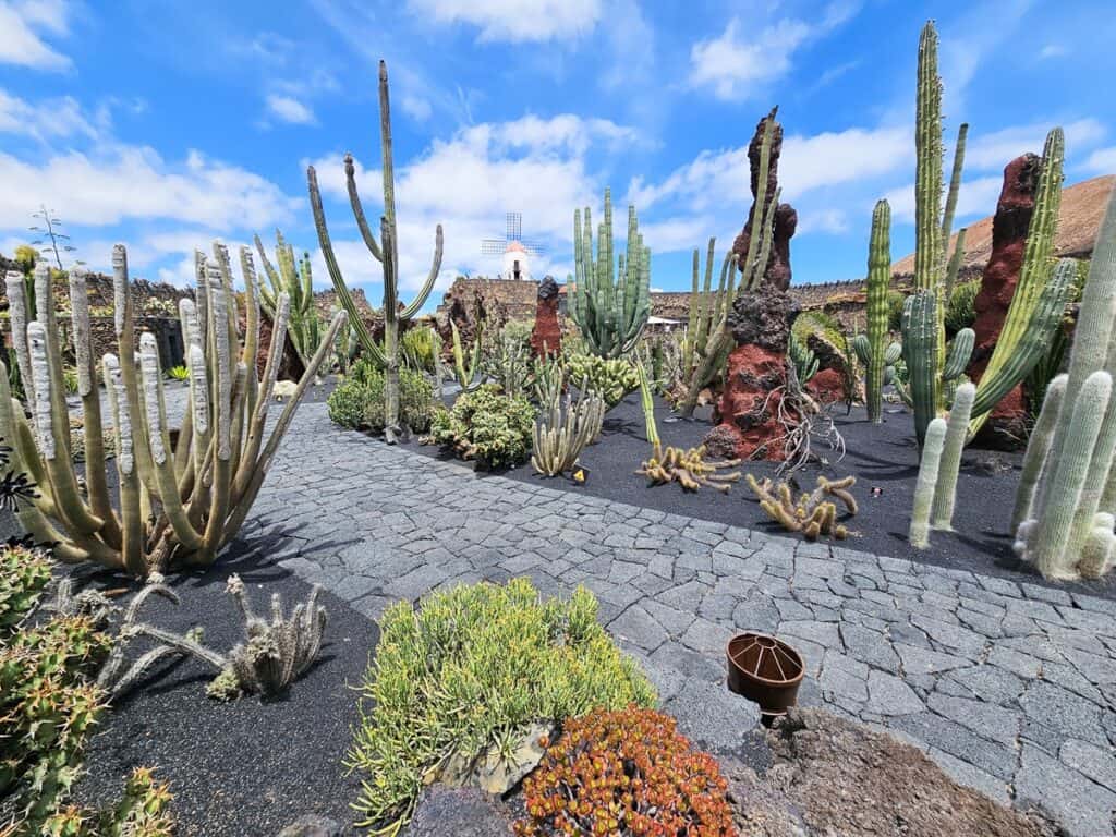 visite du jardin de cactus