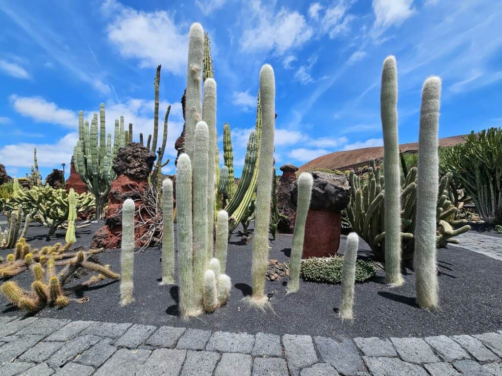 hauts cactus