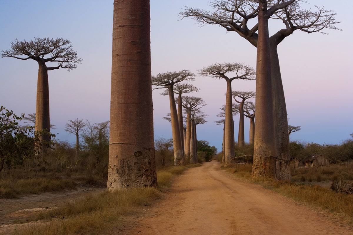 Voyage à Madagascar à la rencontre du baobab