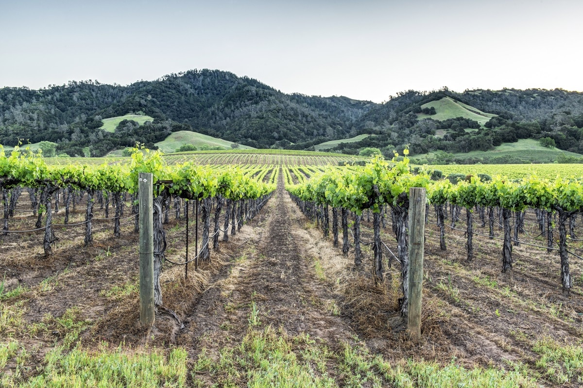 5 choses amusantes à faire dans le comté des vignobles de Sonoma