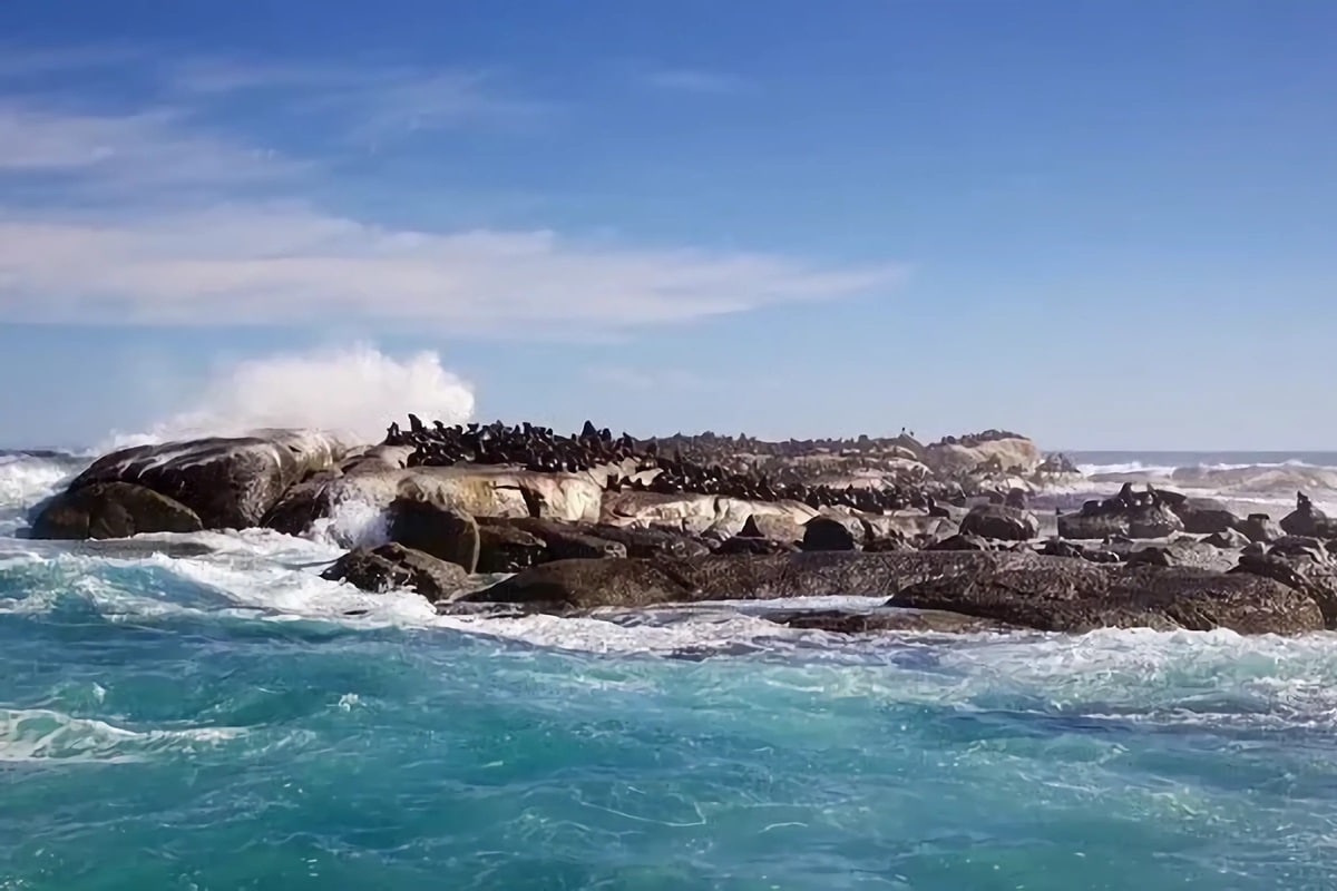 Duiker Island ile aux phoques