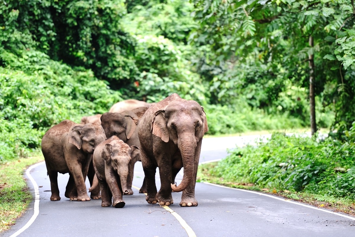 Visiter Le parc national de Khao Yai