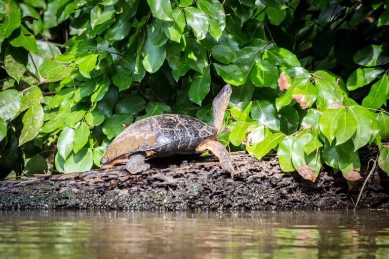 Parc national de Tortuguero