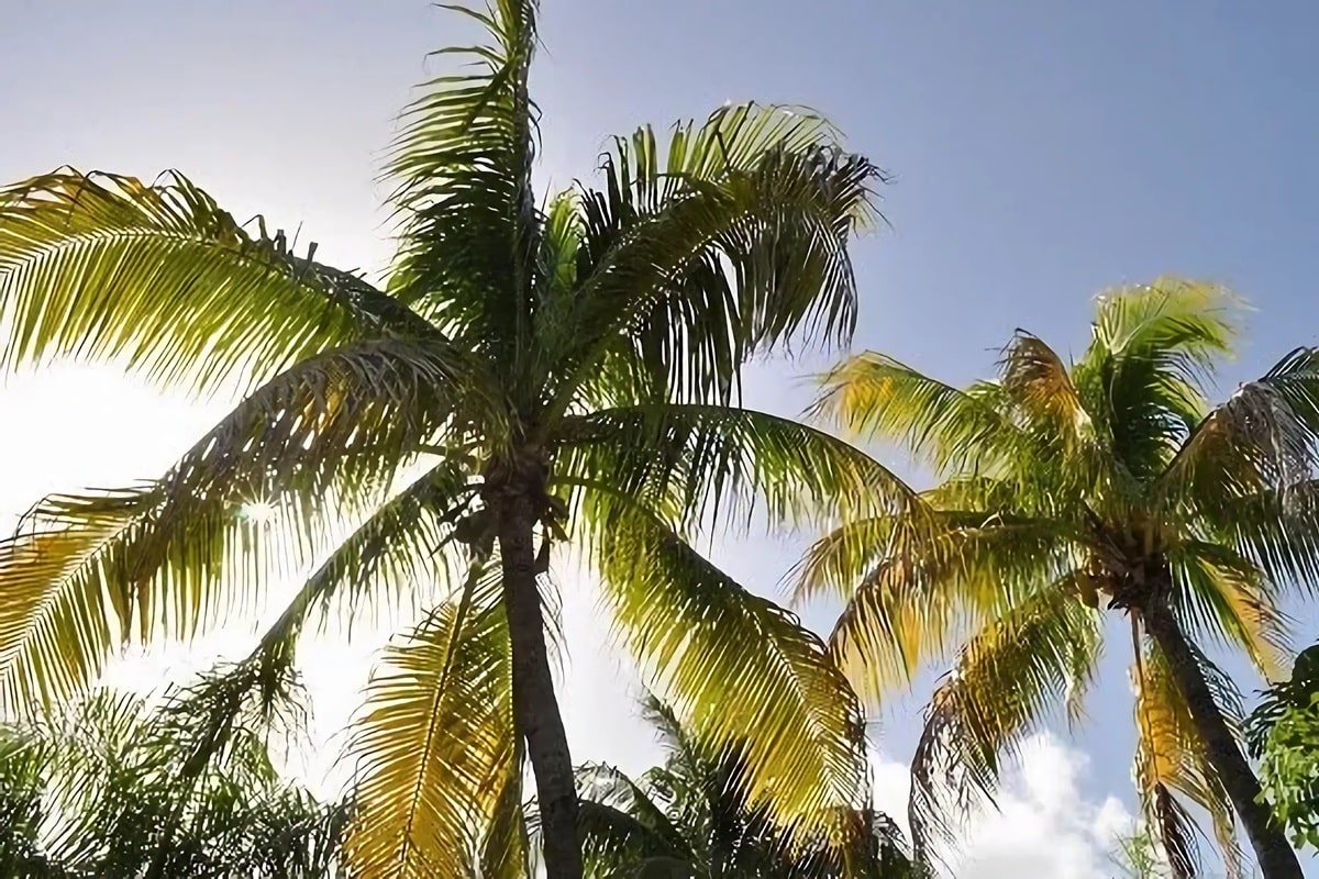 10 bonnes raisons de visiter les îles de Guadeloupe