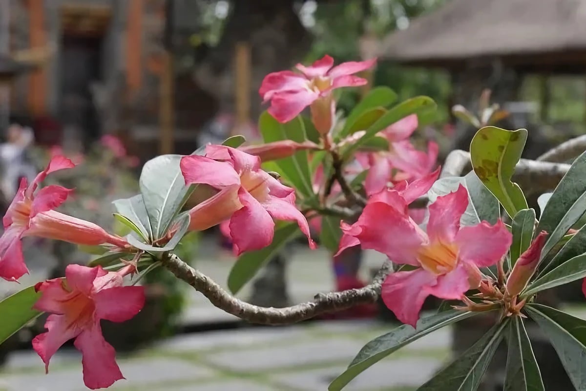 Conseils pour une lune de miel à Bali