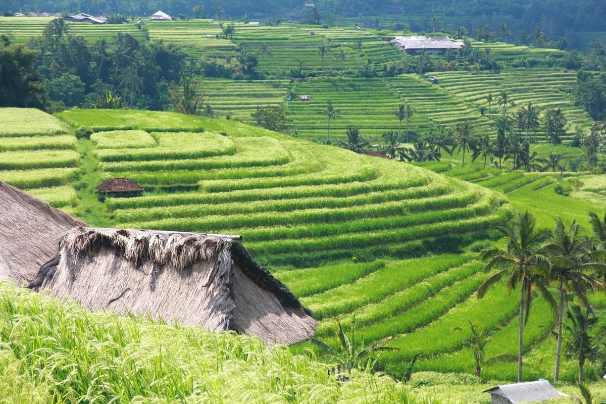 Jatiluwih : un panorama de rizières à couper le souffle