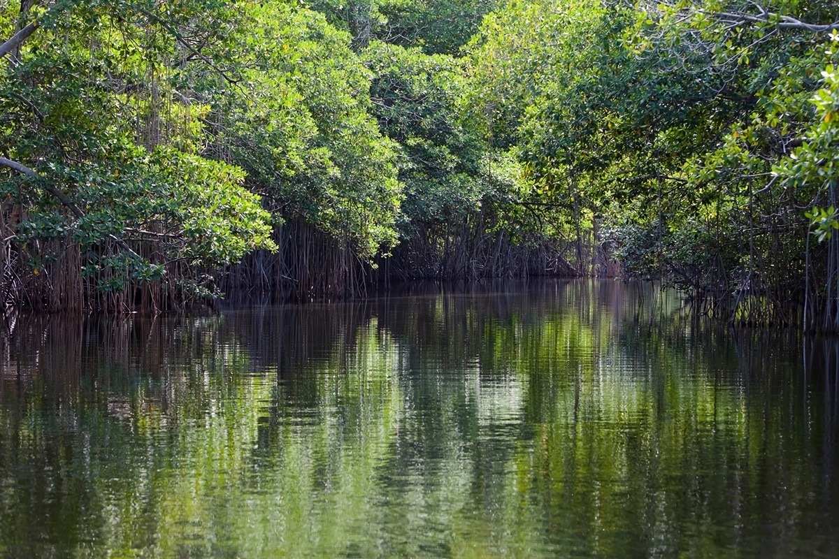 Black River en Jamaïque : une rivière à explorer