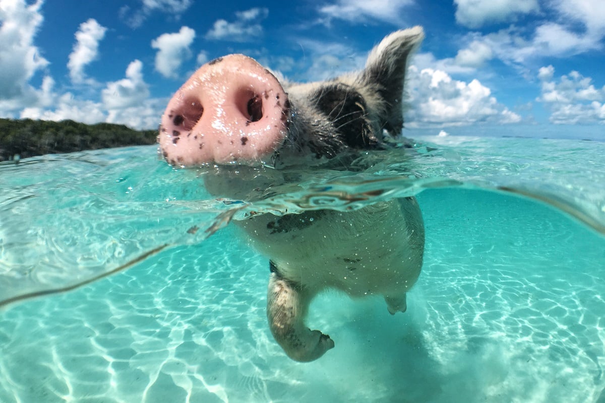 Nager avec des cochons aux Bahamas : une expérience étonnante