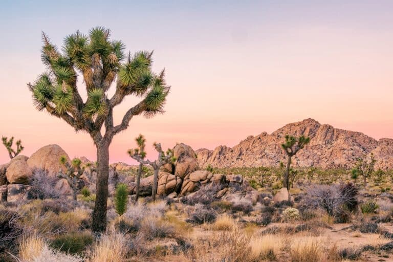 Parc national de Joshua Tree