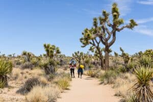 Parc National De Joshua Tree : Guide De Visite