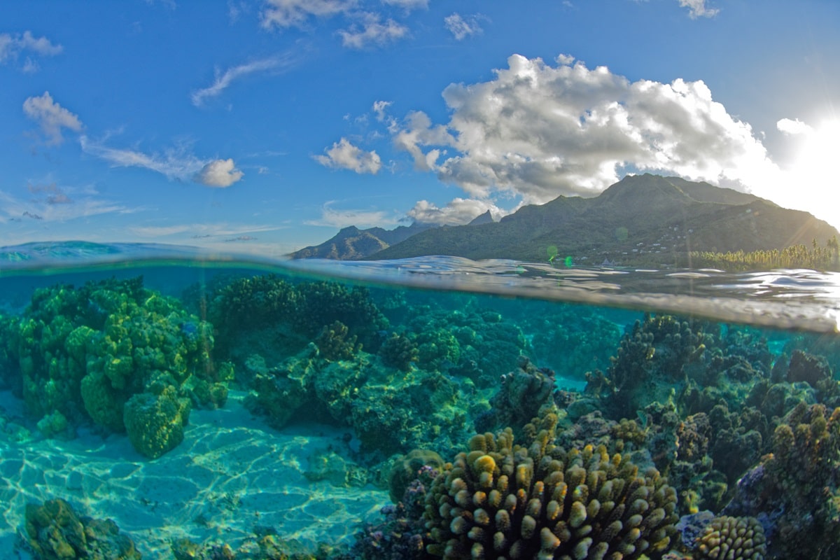 Plonger à Moorea : des sites exceptionnels