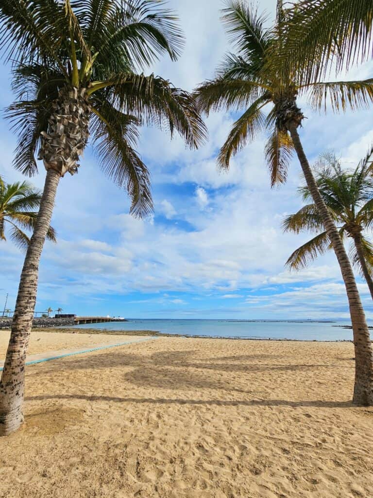 palmiers sur la Playa del Reducto à Arrecife