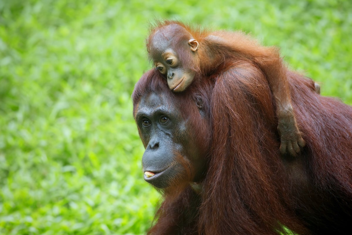 Centre de réhabilitation des orangs-outans de Sepilok