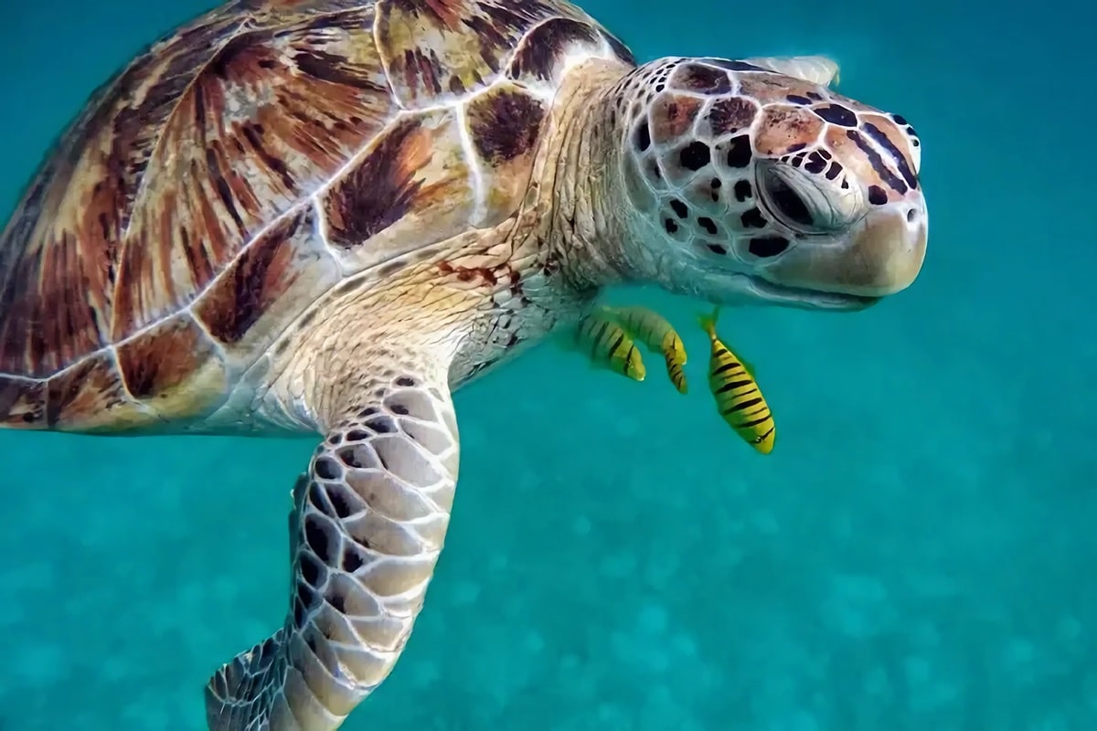 Snorkeling ou plongée à Tahiti : les animaux à observer