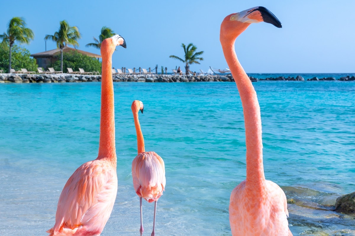 Plage des flamants roses