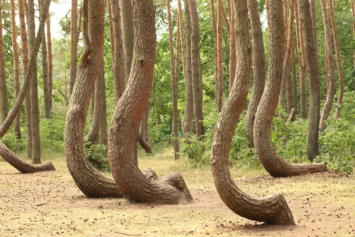 La forêt tordue de Gryfino