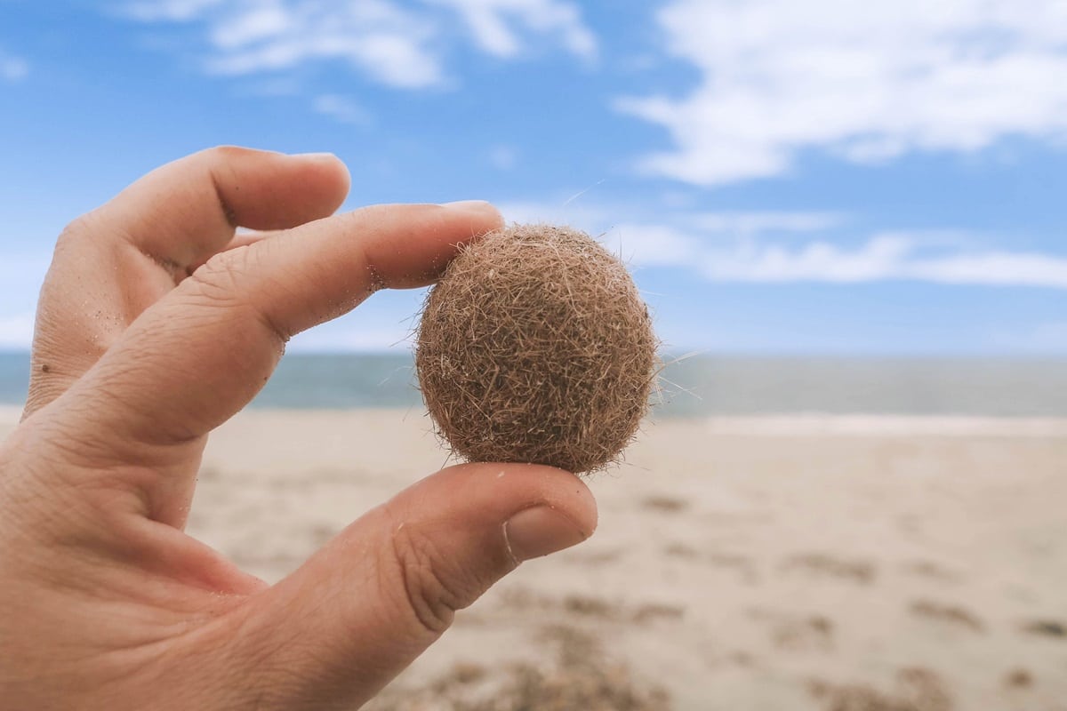 C’est quoi ces boulettes végétales sur les plages corses ?