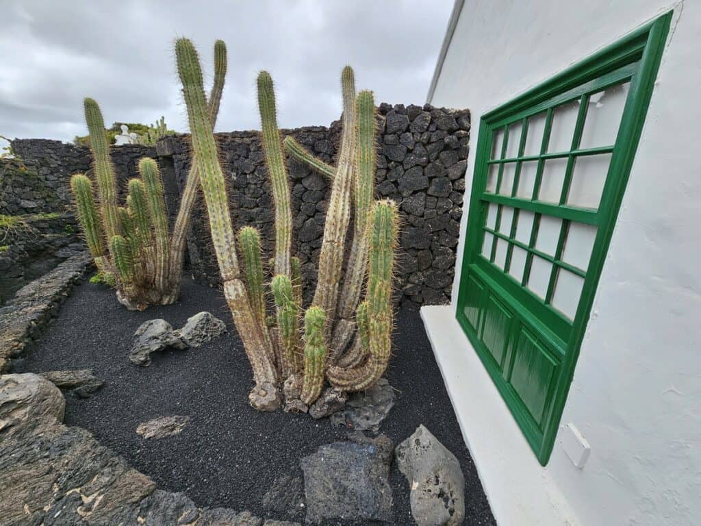 extérieur de la maison avec des cactus