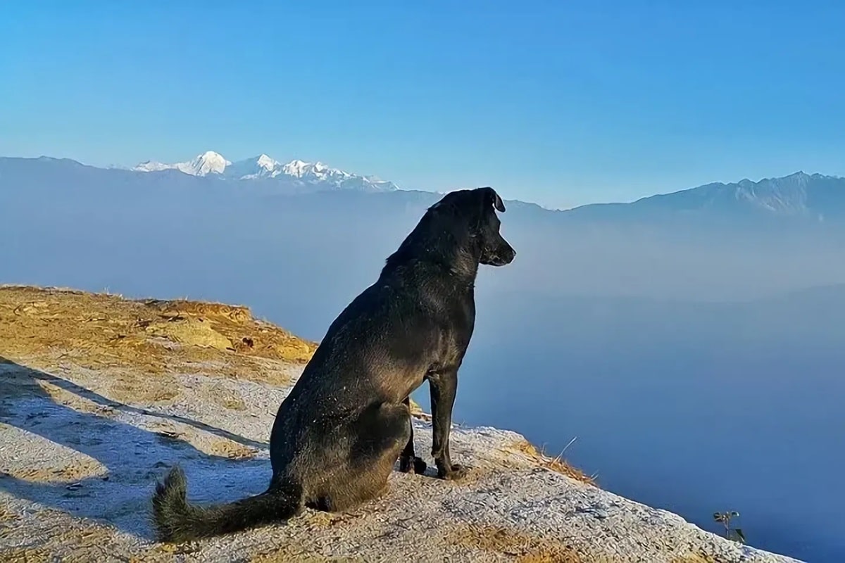 Voyager à l’étranger avec son chien : conseils et astuces