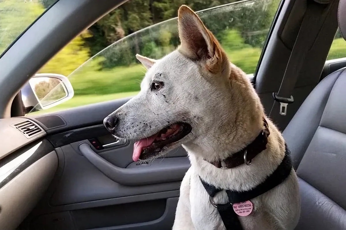 comment voyager avec son chien