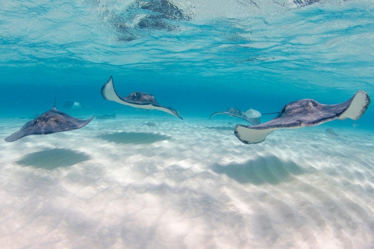 Stingray City à Grand Cayman : nager avec les raies