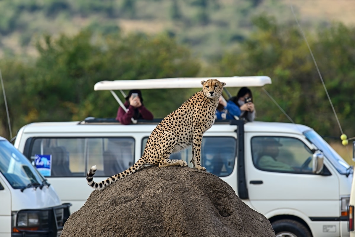 Réserve nationale du Masai Mara au Kenya : guide complet