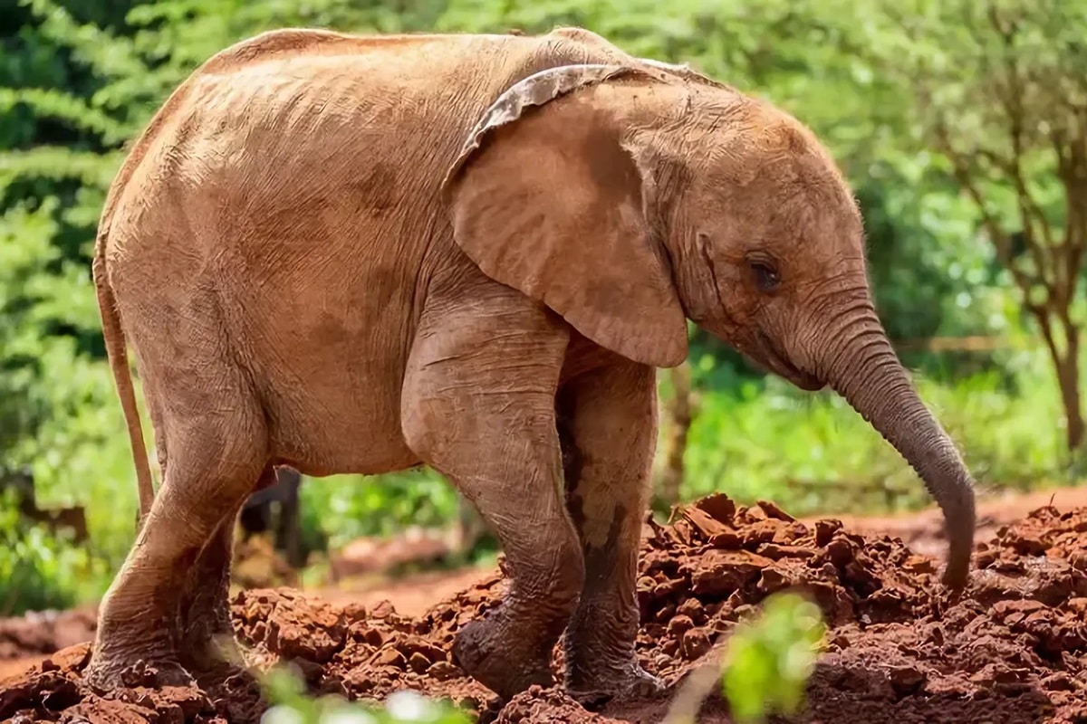 Orphelinat des éléphants Sheldrick