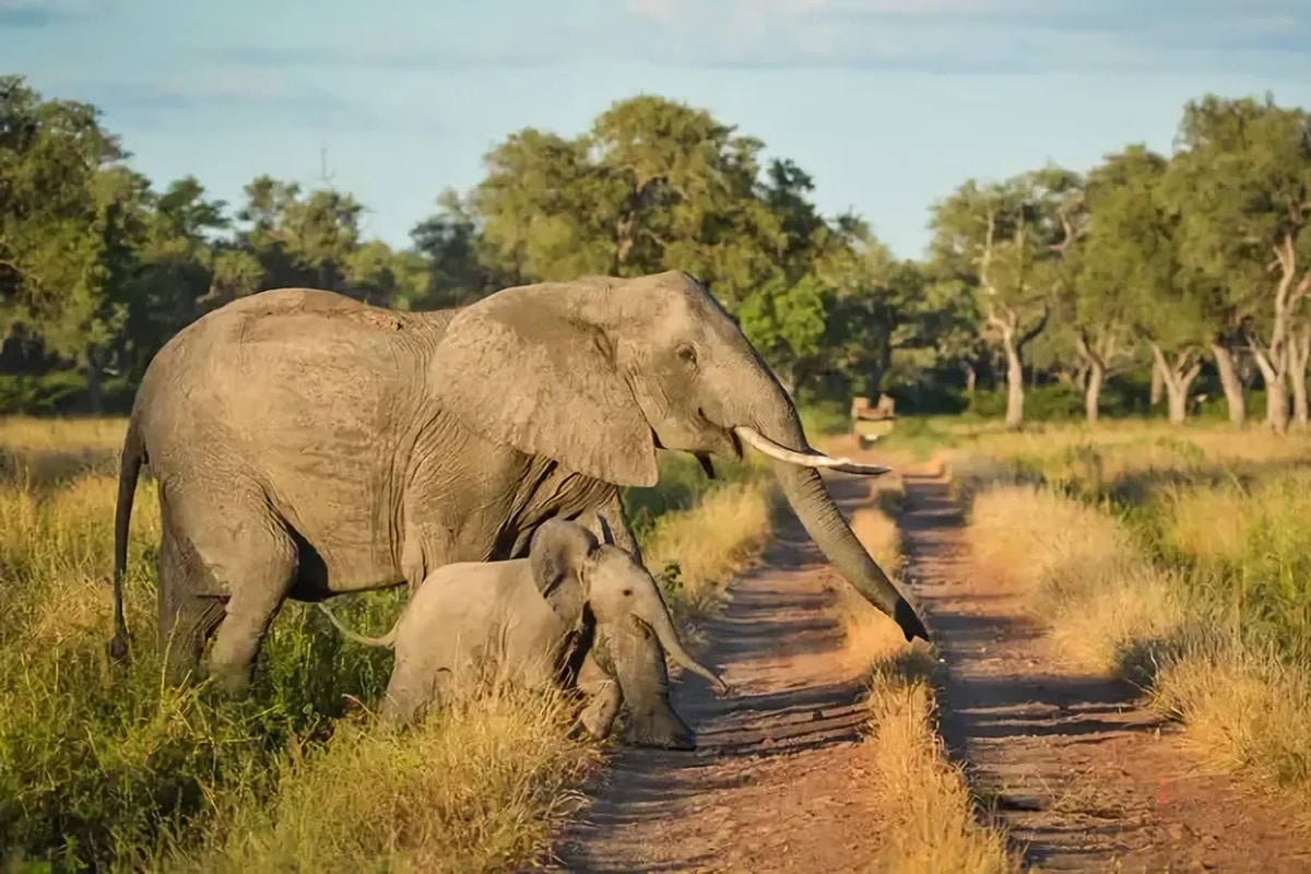 Parc national de Luangwa Sud