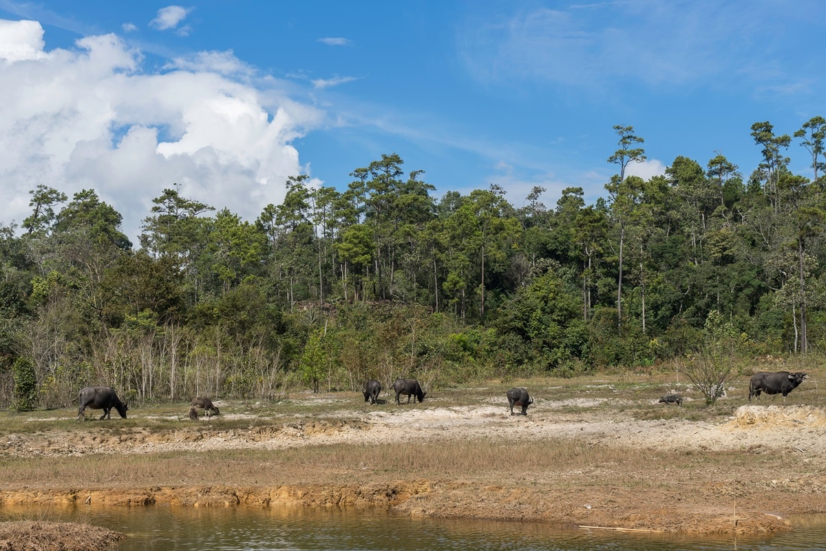 Parc national Phou Khao Khouay au Laos : guide