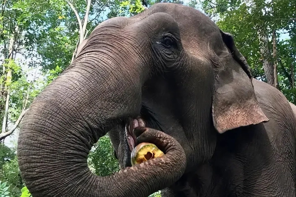 Sanctuaire des éléphants au Cambodge : Mondulkiri