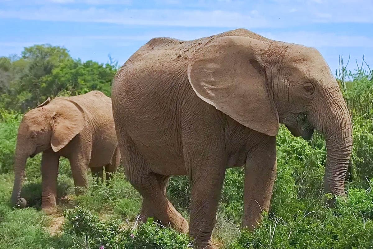 Parc national des éléphants d'Addo