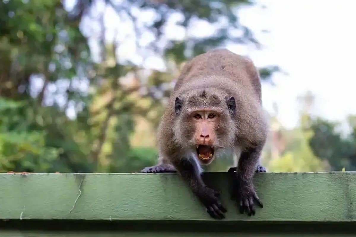 Comment éviter les morsures et les attaques de singes en Asie du Sud-Est ?