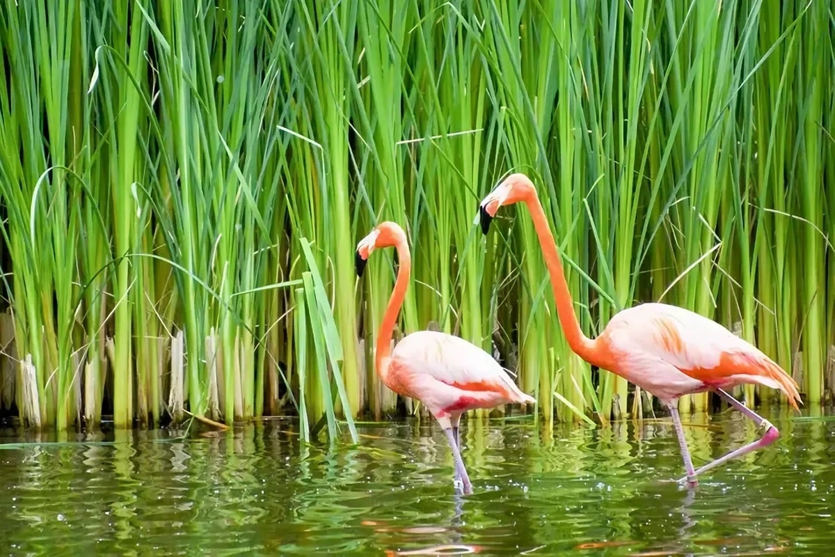 Parc national du lac Manyara en Tanzanie : guide