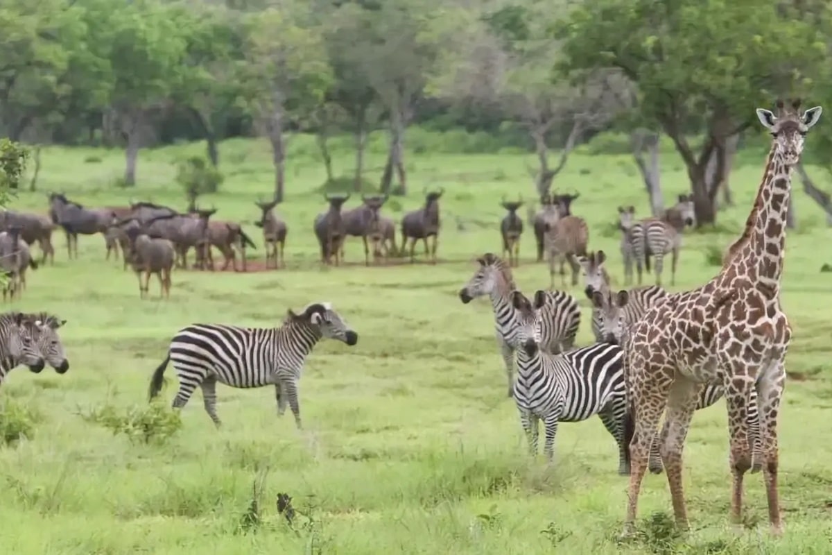 Réserve de gibier de Selous en Tanzanie : guide