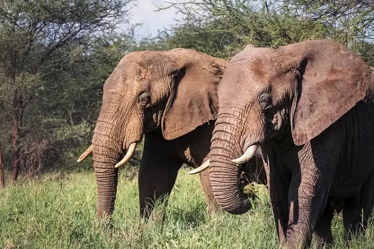 Parc national de Tarangire