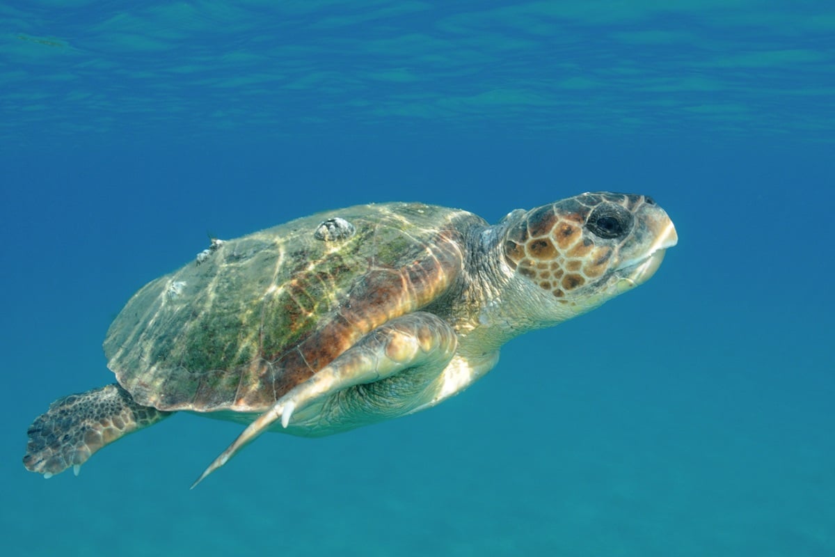 Les tortues caouannes à Céphalonie