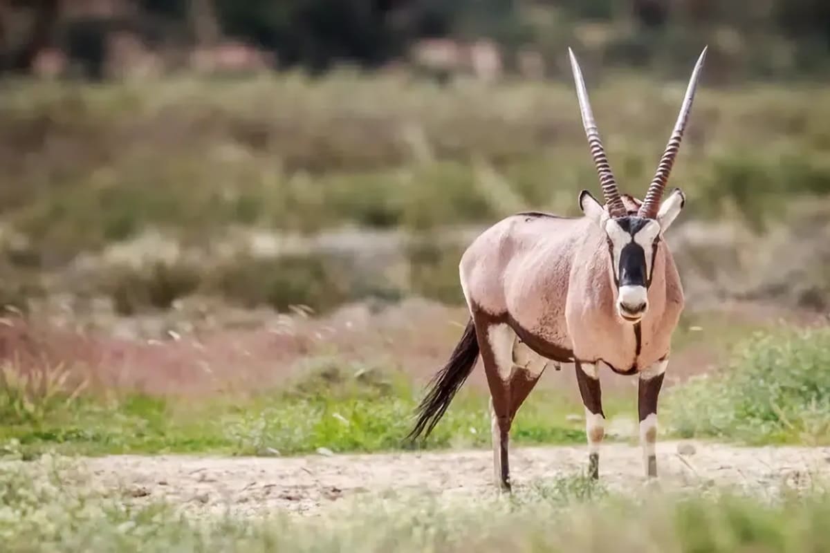 Visiter le parc transfrontalier de Kgalagadi