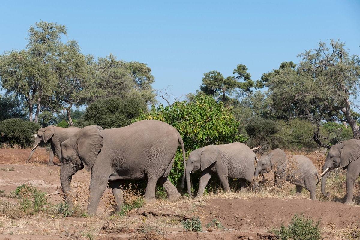 Réserve de Mashatu au Botswana : la Terre des Géants