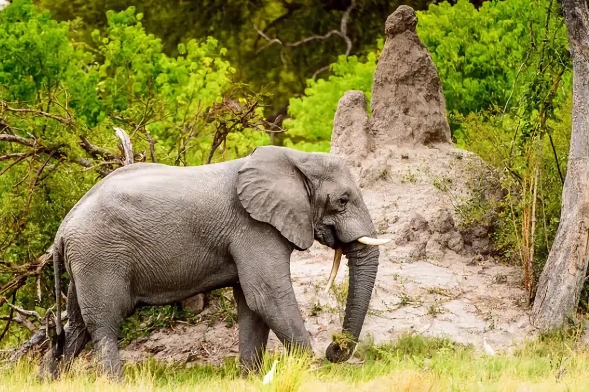 Réserve de Moremi au Botswana, le cœur de l’Okavango