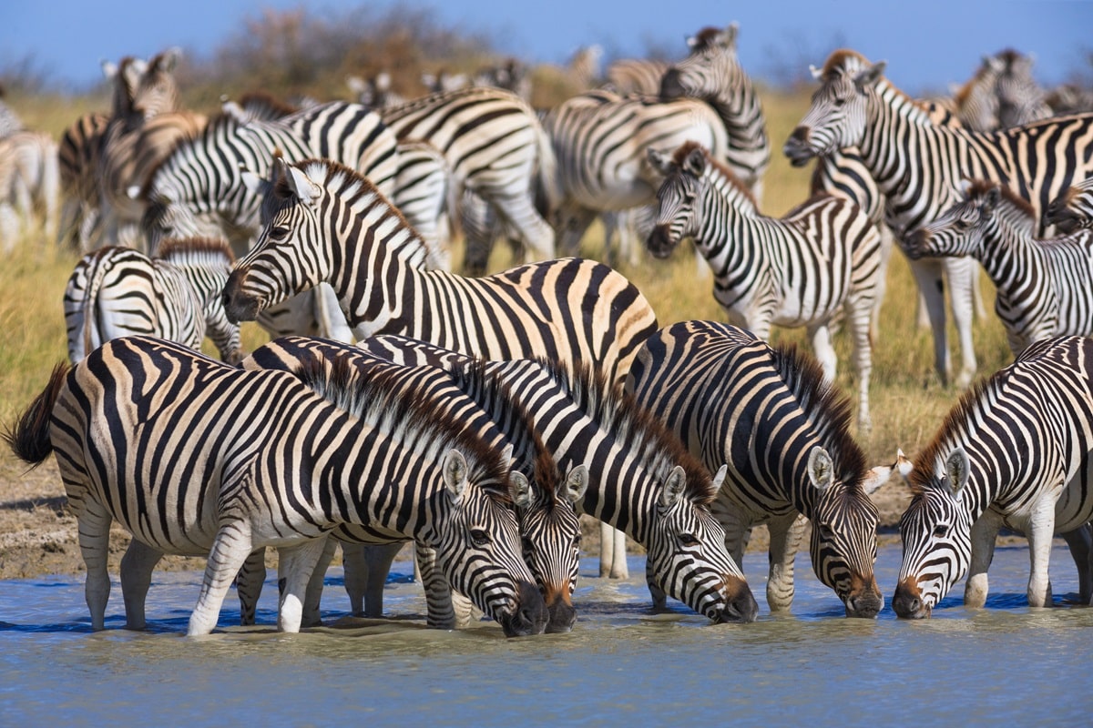 La migration des zèbres au Botswana : peu connue mais impressionnante