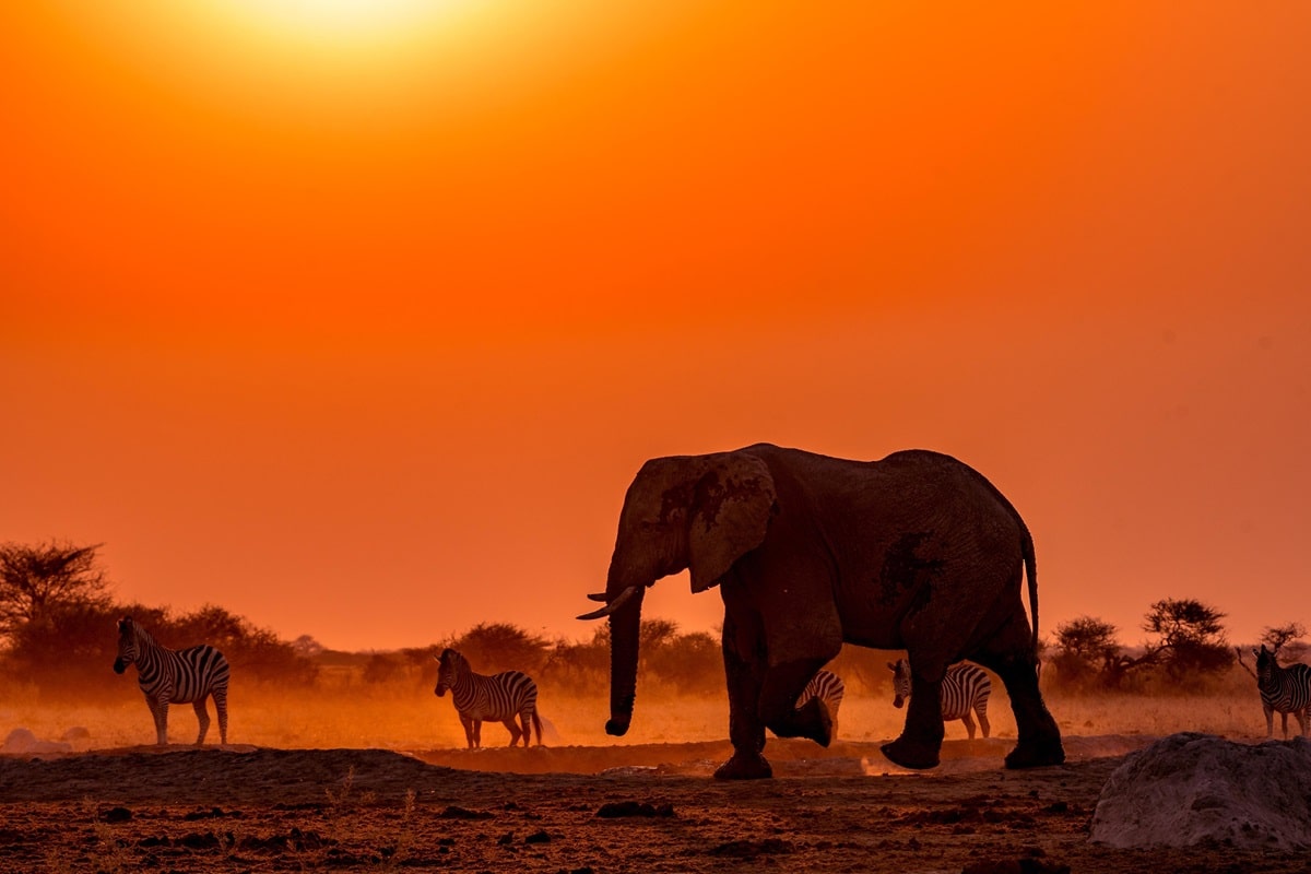 Parc national de Kafue en Zambie : guide complet