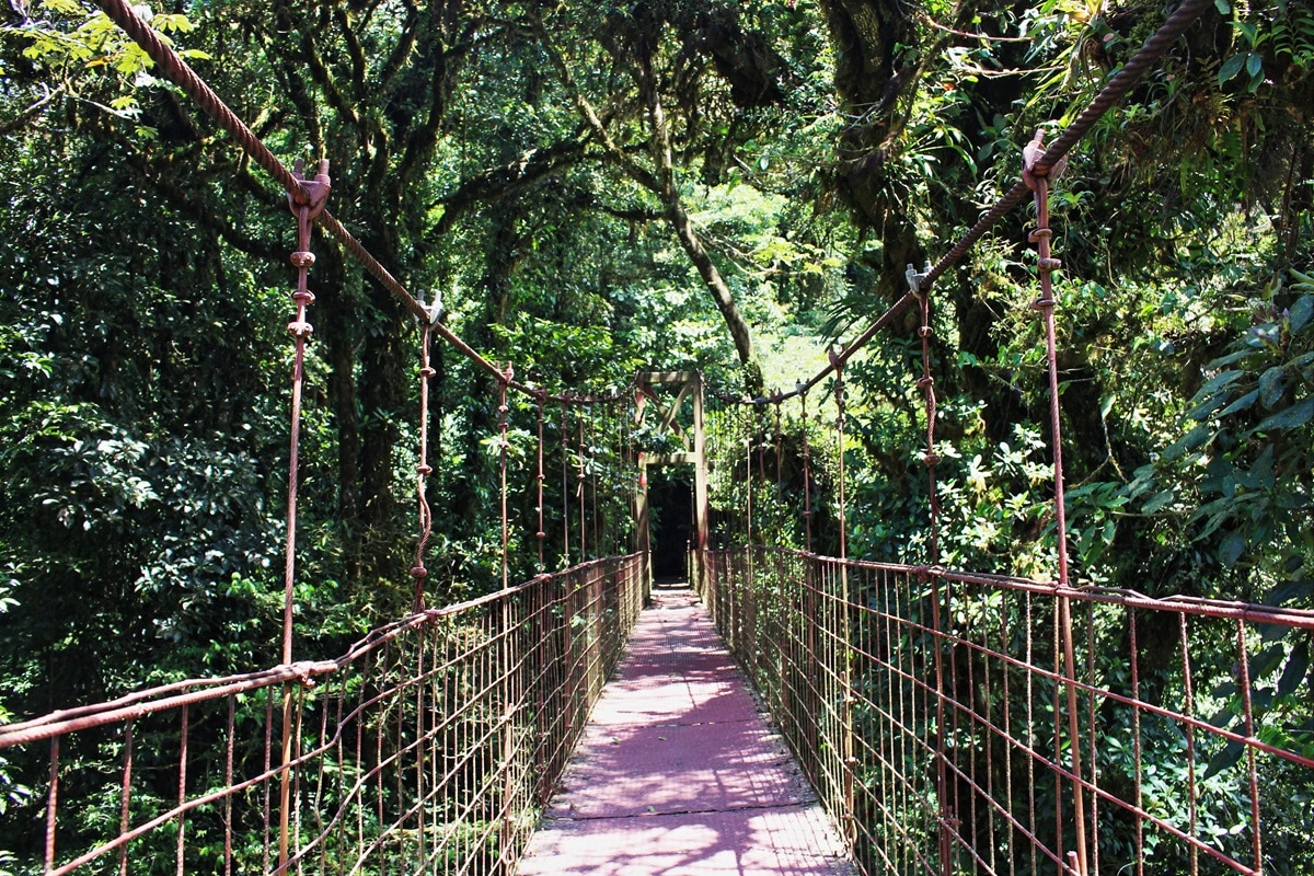 Réserve Biologique de Monteverde : les merveilles de la forêt de nuages