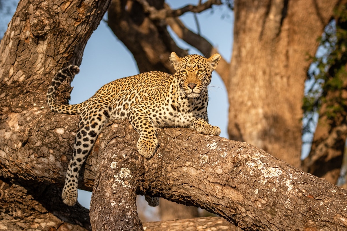 Réserve de Sabi Sands en Afrique du Sud : guide